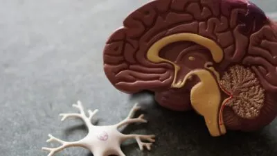 L&rsquo;IA qui lit les échographies cardiaques : une révolution silencieuse dans les hôpitaux