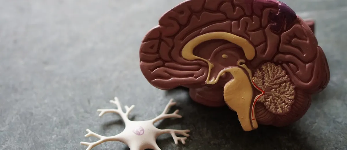 L'IA qui lit les echographies cardiaques : une revolution silencieuse dans les hopitaux